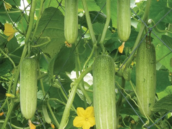 Cucumber