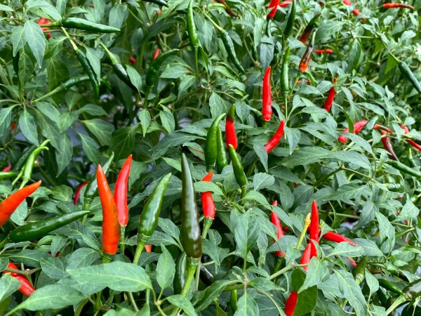 Hot Pepper