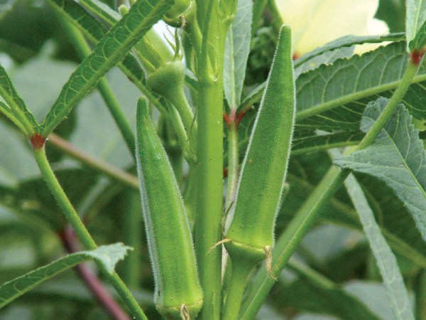 Okra
