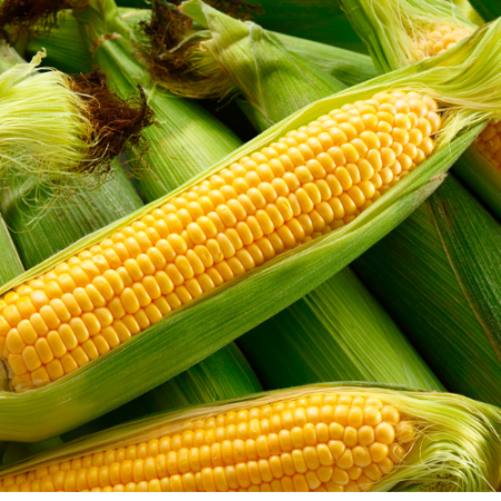 Sweet Corn